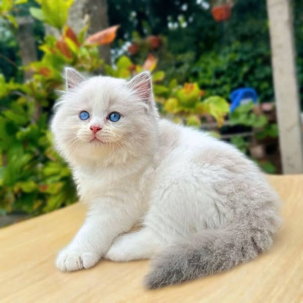 Ragdoll