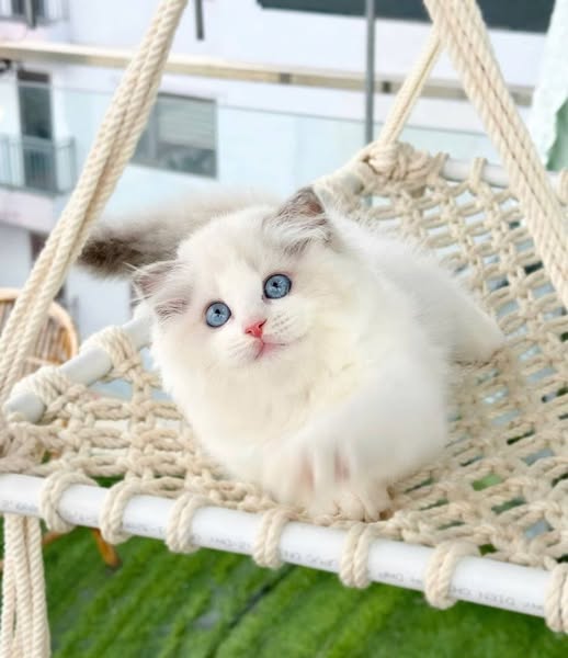 Ragdoll