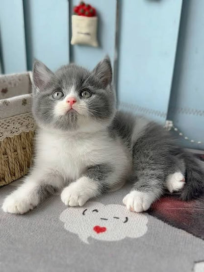 British Shorthair