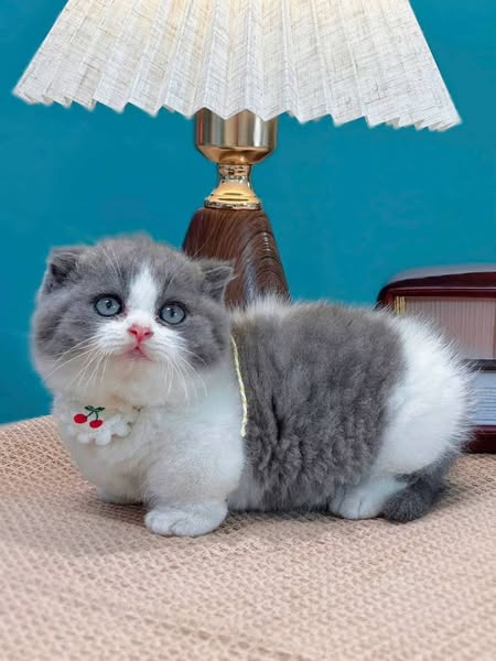 Munchkin Fold
