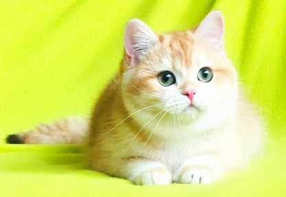 British Shorthair