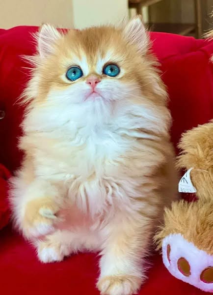 British Longhair