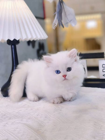 Munchkin Longhair