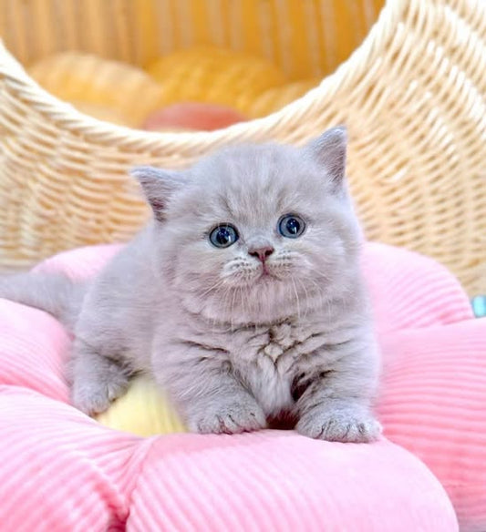 Munchkin