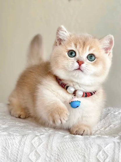 Munchkin