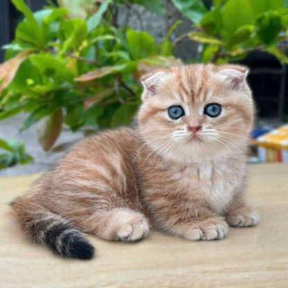 Munchkin Fold