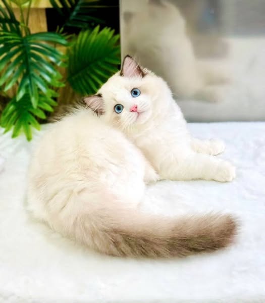 Ragdoll