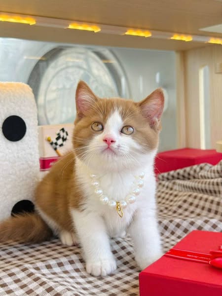 British Shorthair