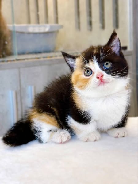 Munchkin