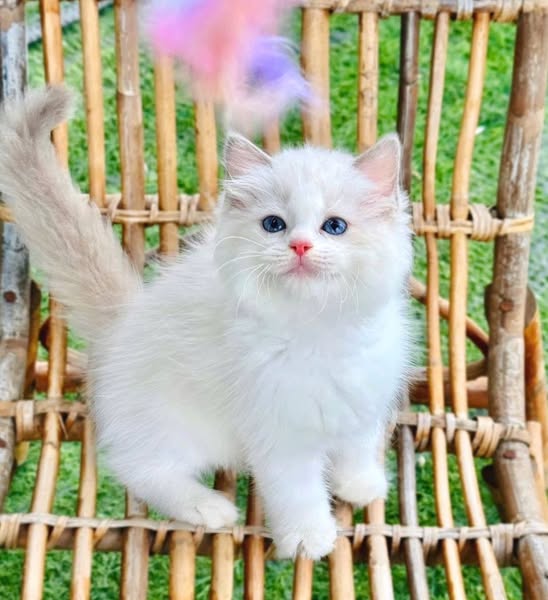 Ragdoll