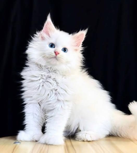 Maine Coon