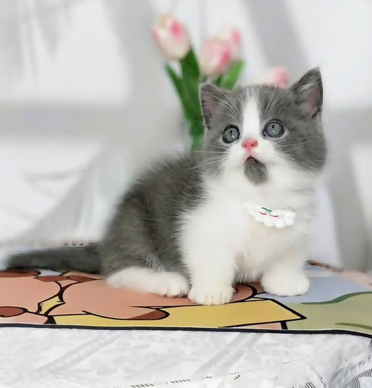 Munchkin