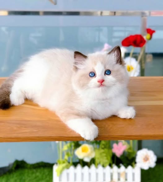 Ragdoll