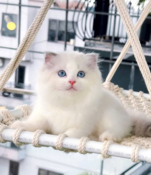 Ragdoll