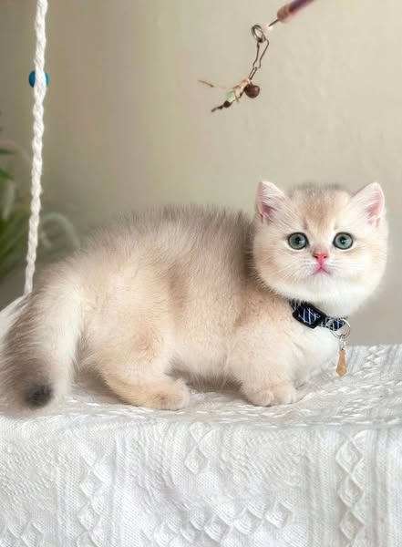 Munchkin