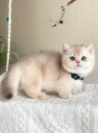Munchkin