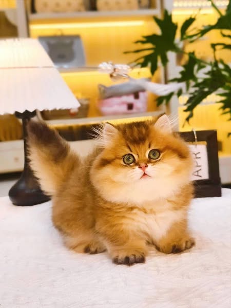 Munchkin Longhair