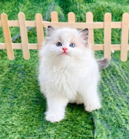 Ragdoll