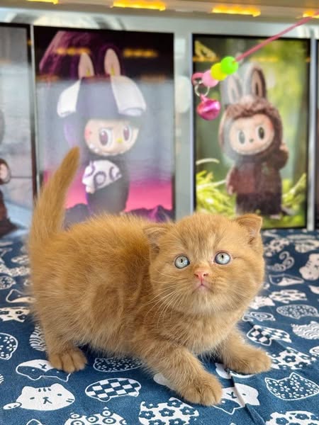 Scottish Fold