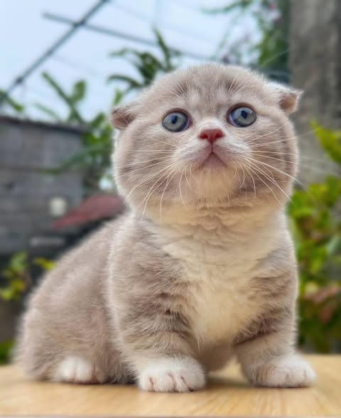 Munchkin Fold