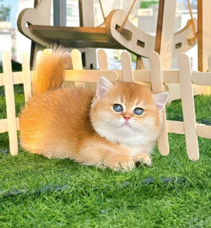 Munchkin
