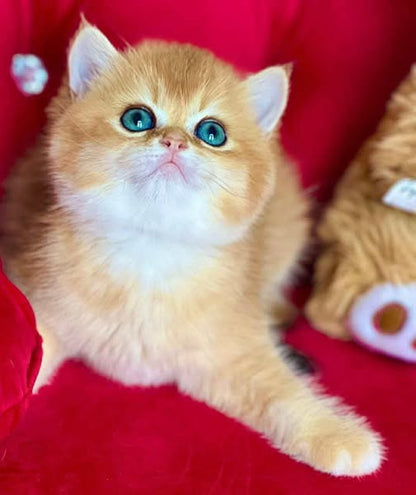British Shorthair