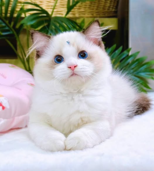 Ragdoll