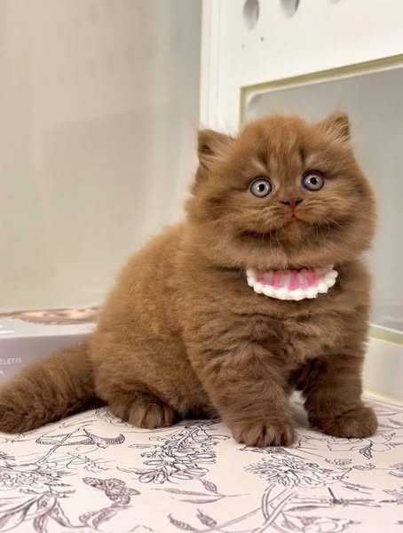 British Longhair