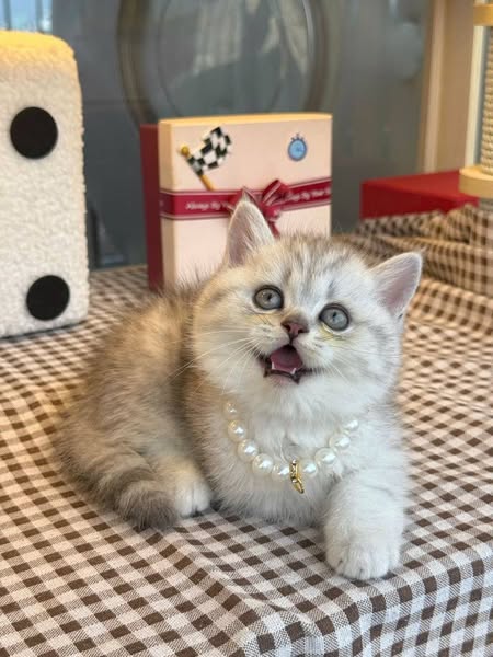 British Shorthair