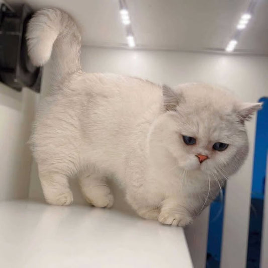 Munchkin