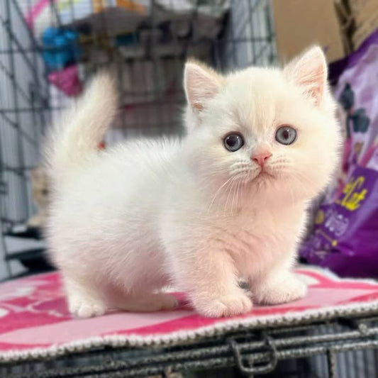 Munchkin