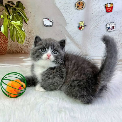 British Shorthair