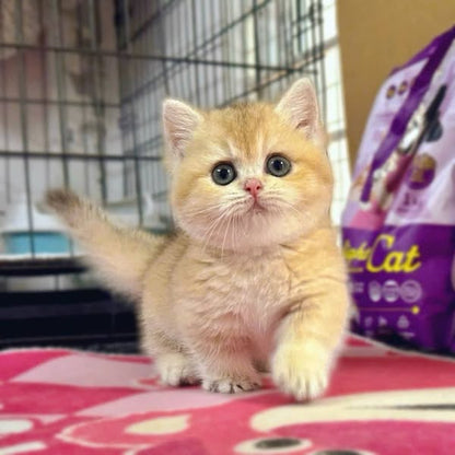 Munchkin