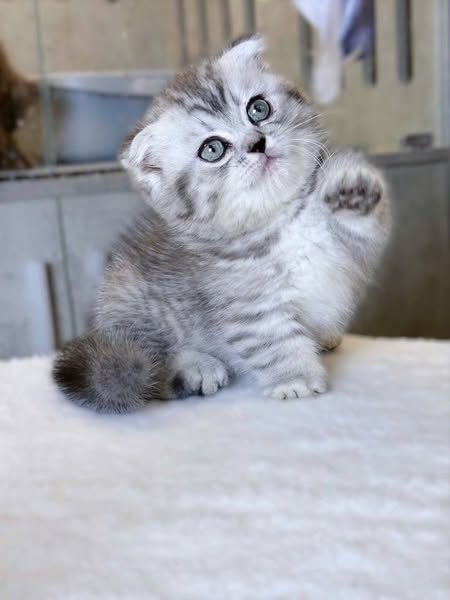 Munchkin Fold