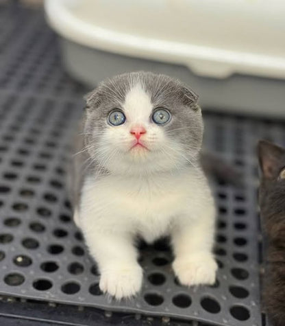 Munchkin Fold