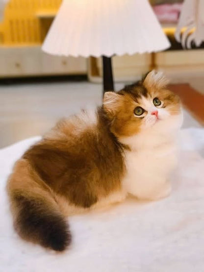 Munchkin Longhair