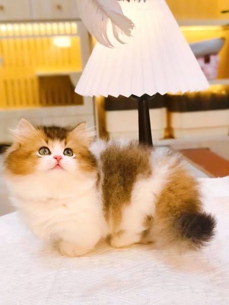 Munchkin Longhair