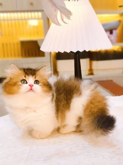Munchkin Longhair