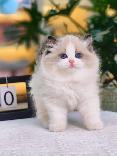 Ragdoll
