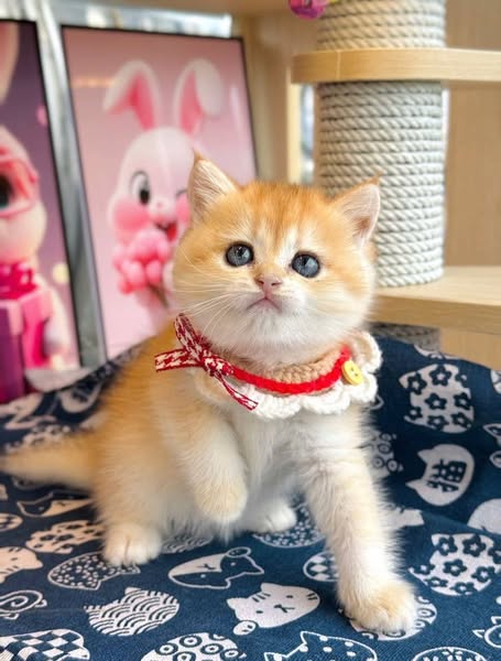 British Shorthair