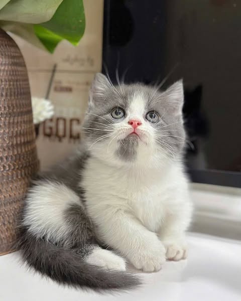 Munchkin