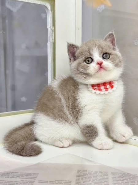 British Shorthair