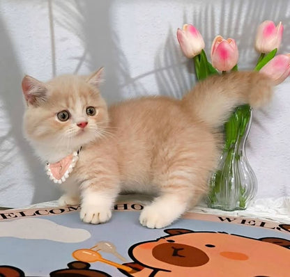 Munchkin