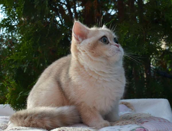 British Shorthair