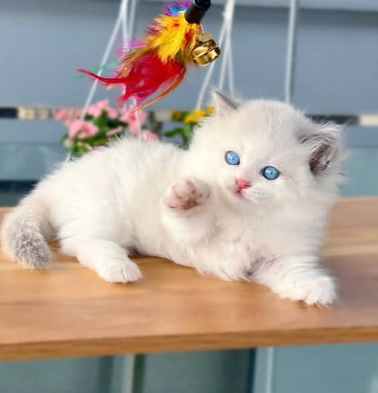 Munchkin Ragdoll Longhair