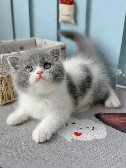 Scottish Fold