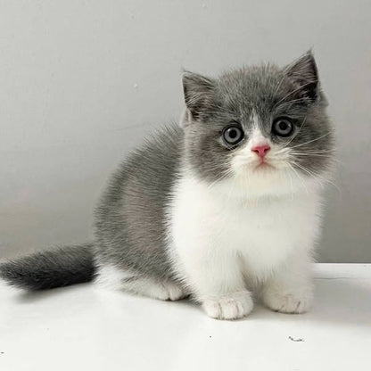 Munchkin