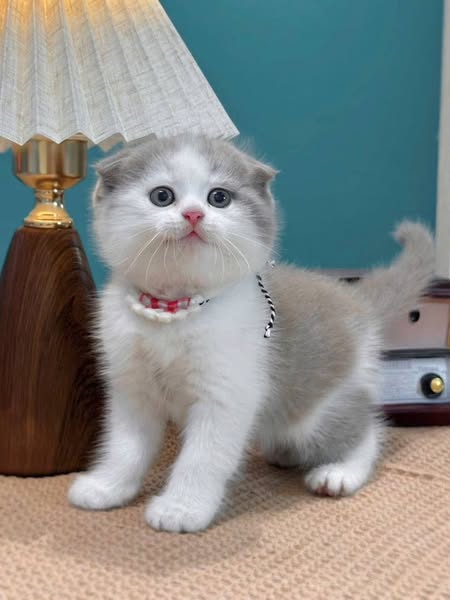 Scottish Fold