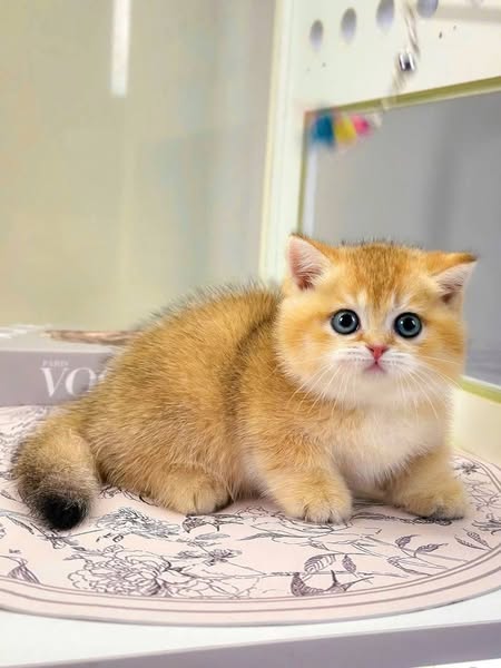 Munchkin