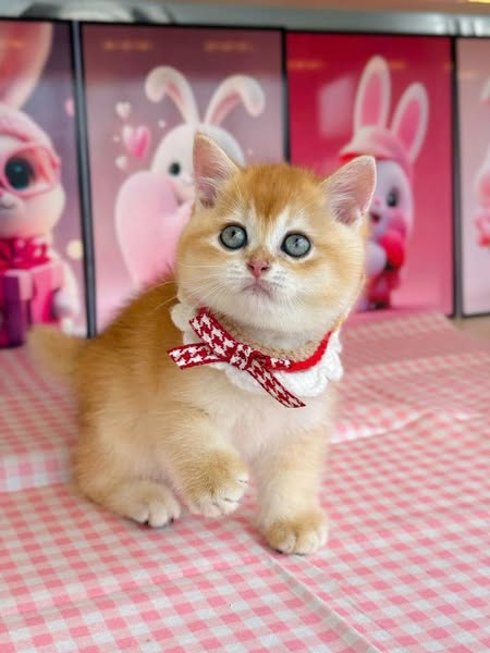 British Shorthair